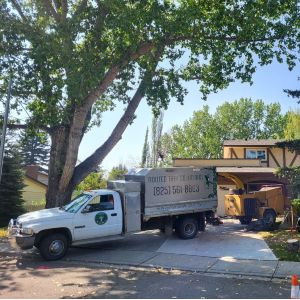 Rooted Tree Solutions Gallery Image of Nick Gratton, arborist, hard at work maintaining a tree's health.