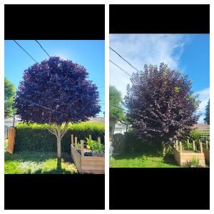 Rooted Tree Solutions Gallery Image of Nick Gratton, arborist, hard at work maintaining a tree's health.