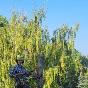 Rooted Tree Solutions Gallery Image of Nick Gratton, arborist, hard at work maintaining a tree's health.