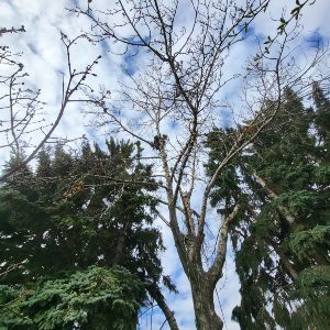 Rooted Tree Solutions Gallery Image of Nick Gratton, arborist, hard at work maintaining a tree's health.