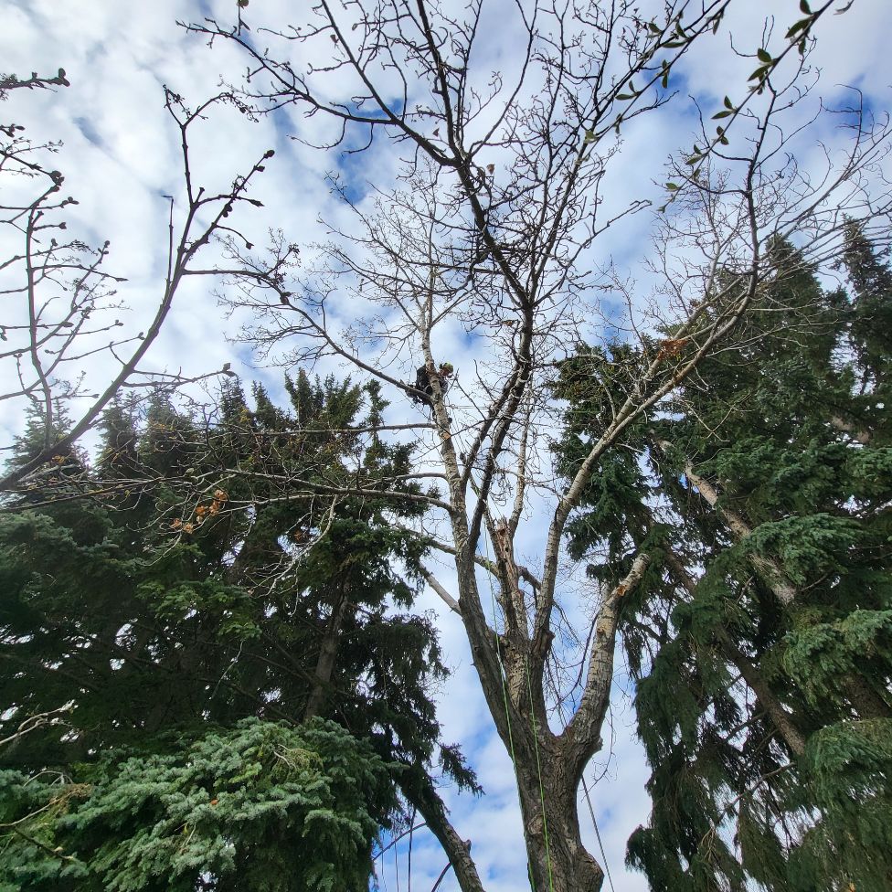Rooted Tree Solutions Lightbox Image of Nick Gratton, arborist, hard at work maintaining a tree's health.