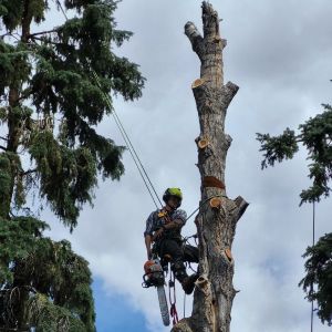 Rooted Tree Solutions Gallery Image of Nick Gratton, arborist, hard at work maintaining a tree's health.
