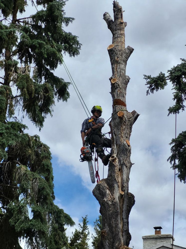 Rooted Tree Solutions Lightbox Image of Nick Gratton, arborist, hard at work maintaining a tree's health.
