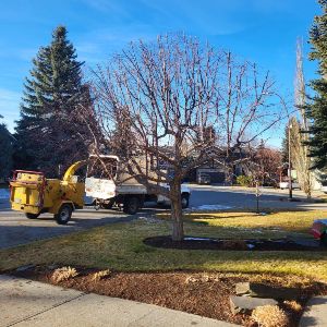 Rooted Tree Solutions Gallery Image of Nick Gratton, arborist, hard at work maintaining a tree's health.