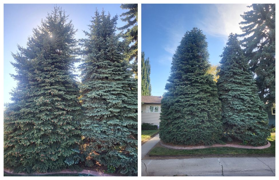 Rooted Tree Solutions Lightbox Image of Nick Gratton, arborist, hard at work maintaining a tree's health.