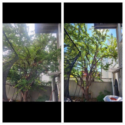 Rooted Tree Solutions Gallery Image of before and after images of a tree that now has a clean base.
