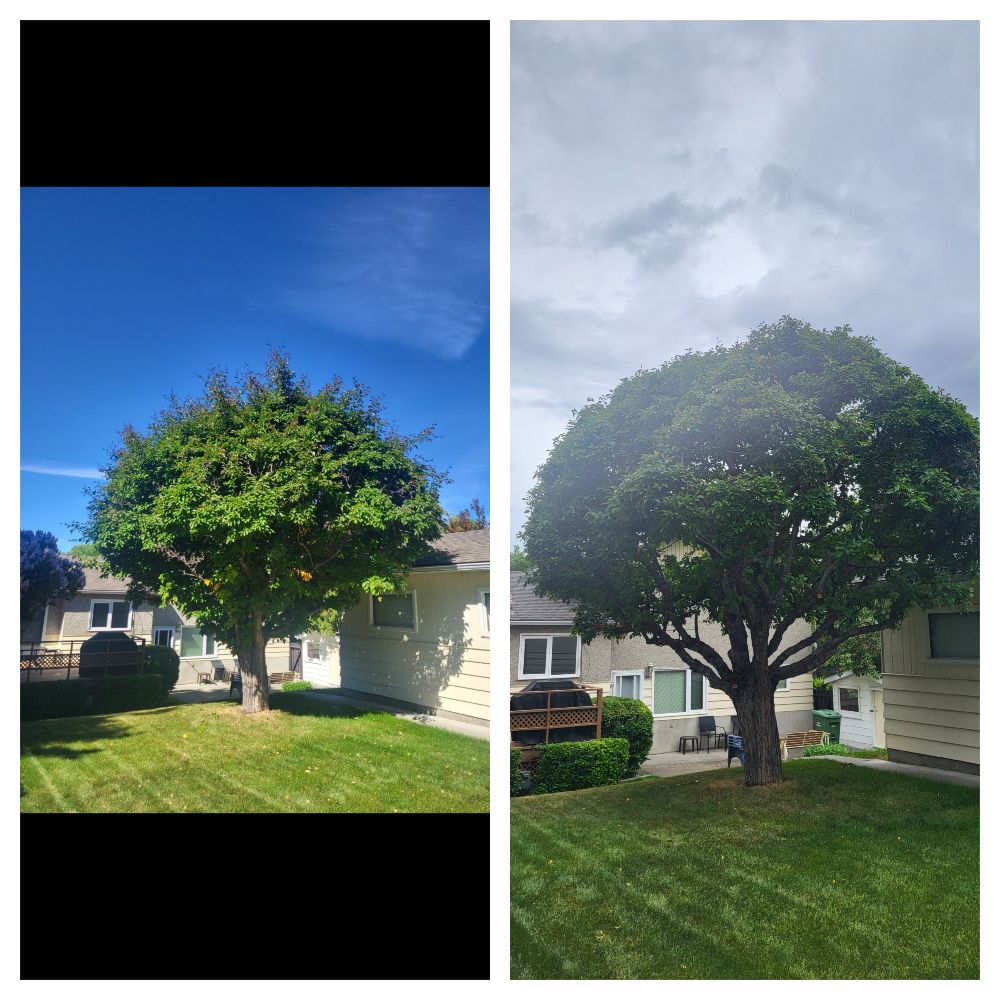Rooted Tree Solutions Lightbox Image of before and after images of a tree that now has a clean crown.