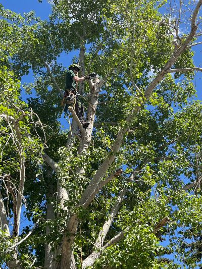 Rooted Tree Solutions Gallery Image of Nick Gratton, arborist, hard at work maintaining a tree's health.