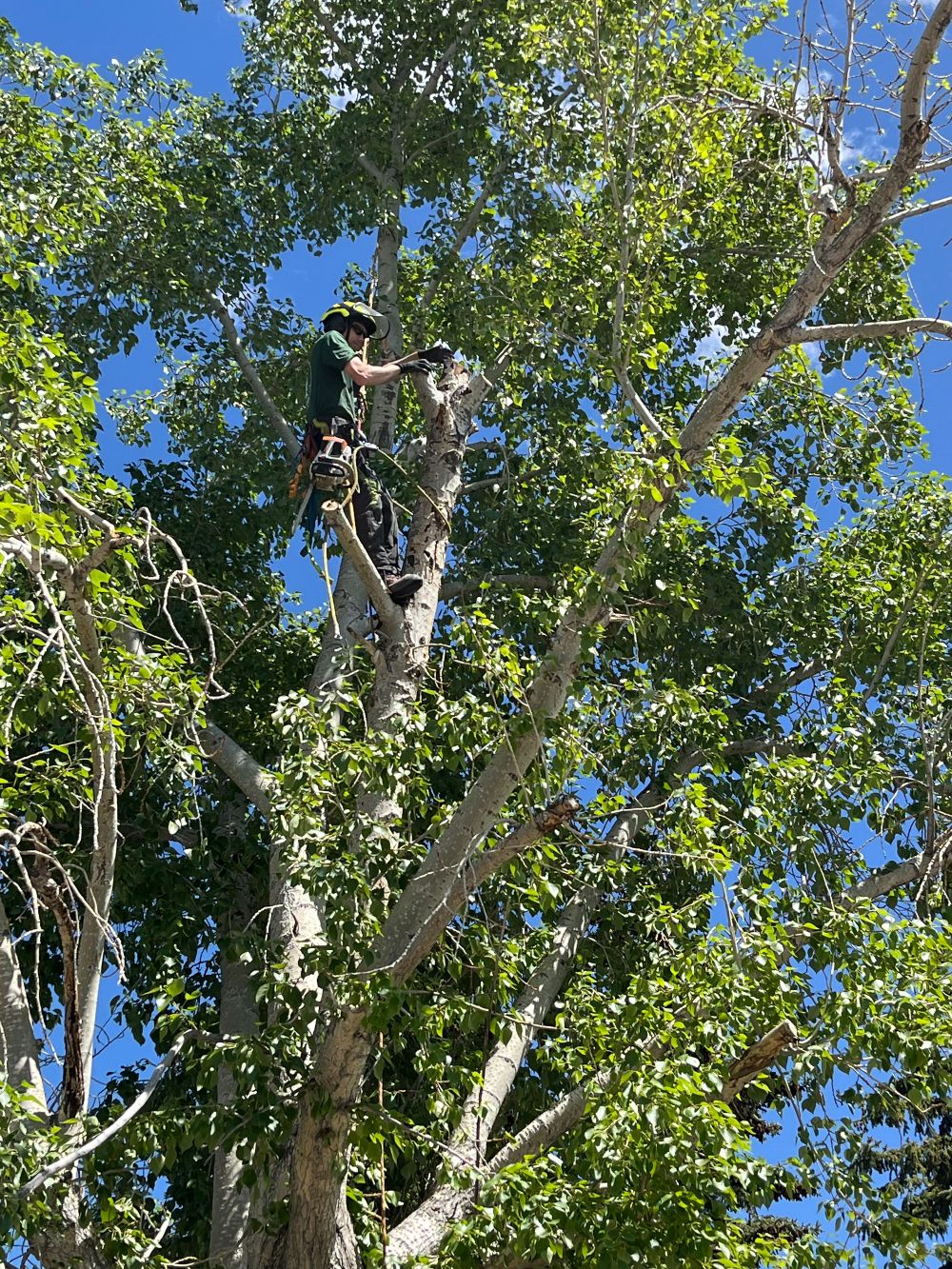 Rooted Tree Solutions Lightbox Image of Nick Gratton, arborist, hard at work maintaining a tree's health.