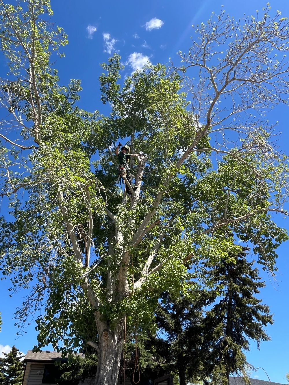Rooted Tree Solutions Lightbox Image of Nick Gratton, arborist, hard at work up high in a tree giving a thumbs up!