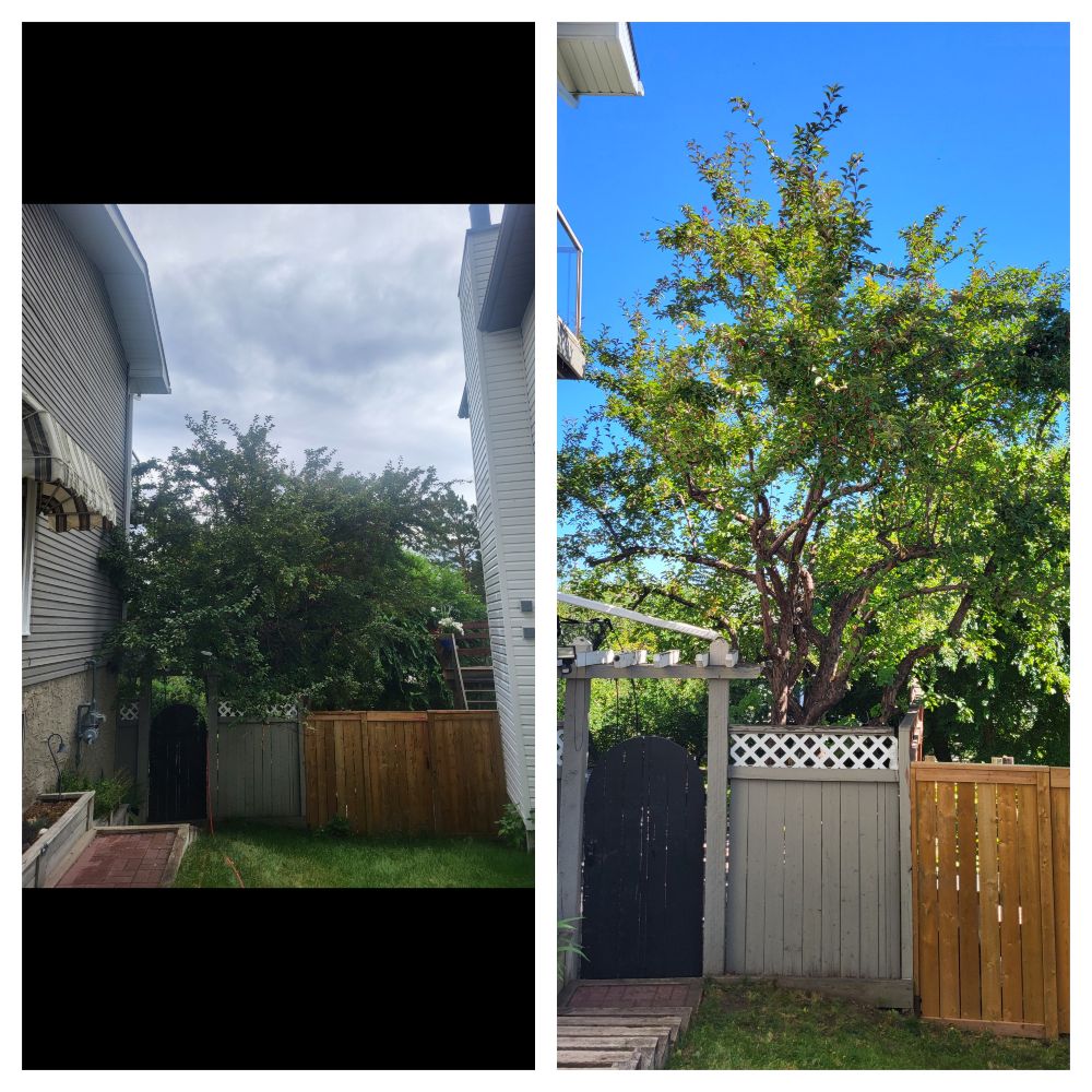 Rooted Tree Solutions Lightbox Image of before and after images of a tree that now has light penetration and air flow.