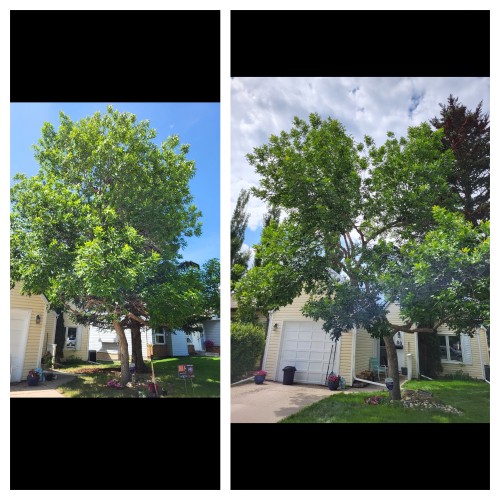 Rooted Tree Solutions Gallery Image of a collage of images of a tree that has been pruned.